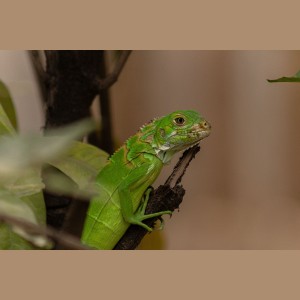 iguana iguana
